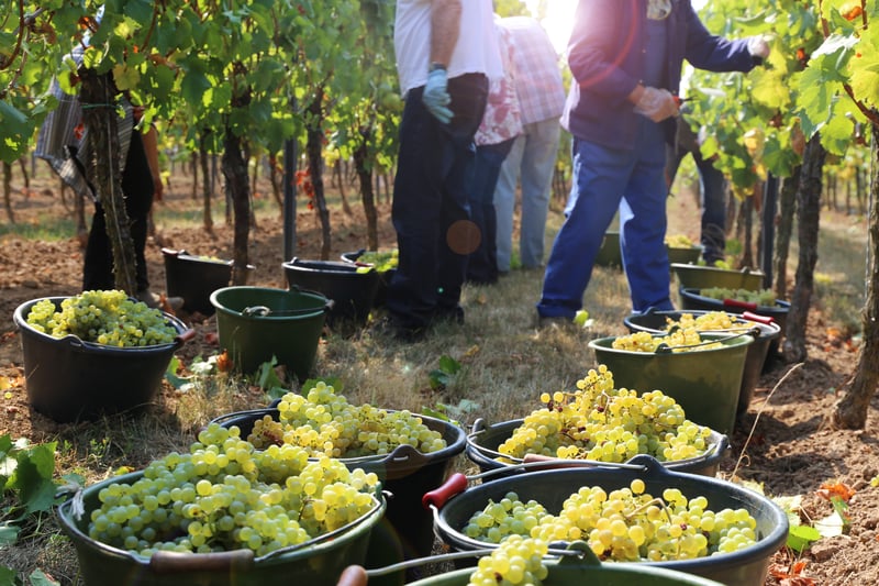 Vignoble